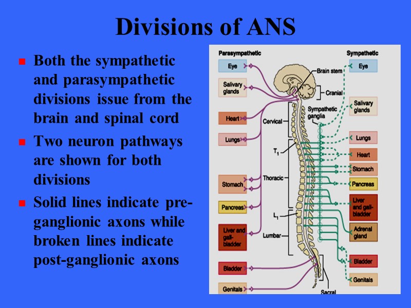 Divisions of ANS Both the sympathetic and parasympathetic divisions issue from the brain and